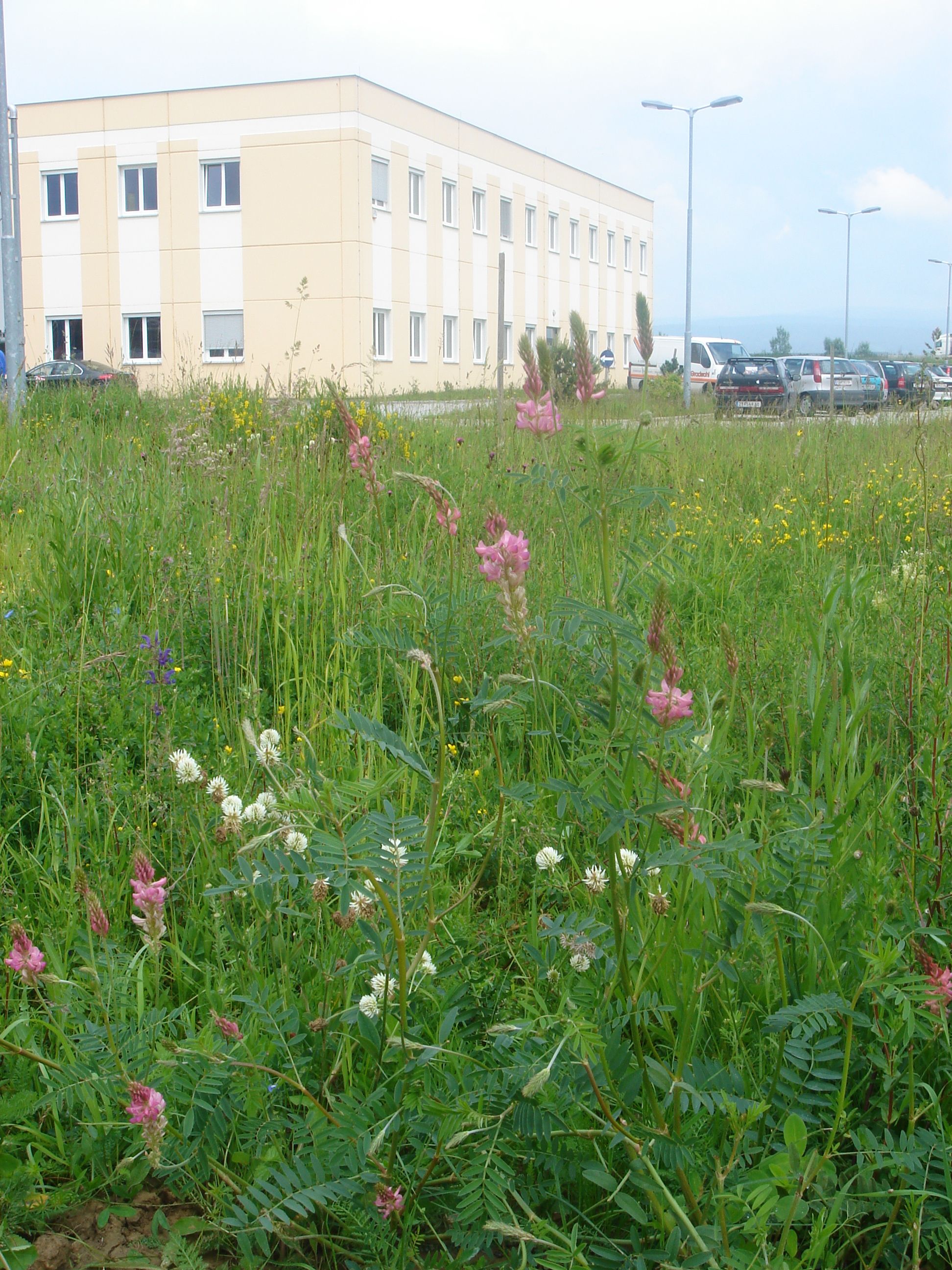 blühende Wildblumen